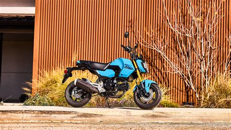 Vue de profil de la Honda MSX125 avec un pilote de grande taille pour montrer le gabarit