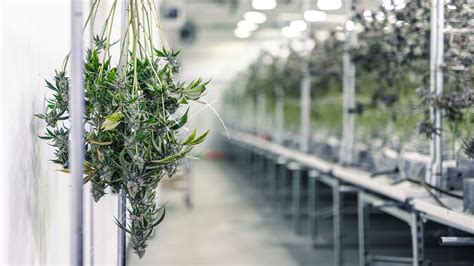 illustration de branches de cannabis suspendues pour le séchage