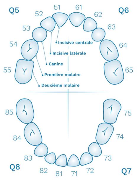Schéma illustrant le profil des dents HYPERGLIDE pour un changement de vitesse optimisé