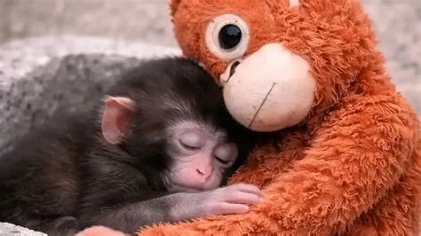 bébé macaque serrant une peluche d'orang-outan