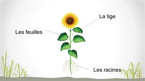 Illustration détaillée de la tige d'embrayage et de sa bille