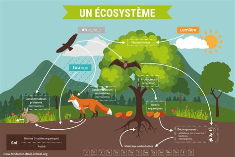 Infographie expliquant l'écosystème Shimano et la connectivité des composants