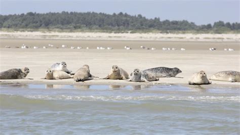 Photo de phoques se dorant la pilule sur les bancs de sable de la Baie de Somme