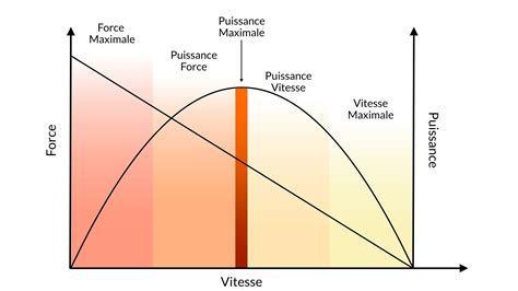 Graphique comparant la force maximale et la force d'endurance.