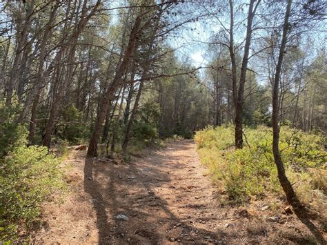 Sentier VTT traversant une forêt de pins avec un terrain sablonneux