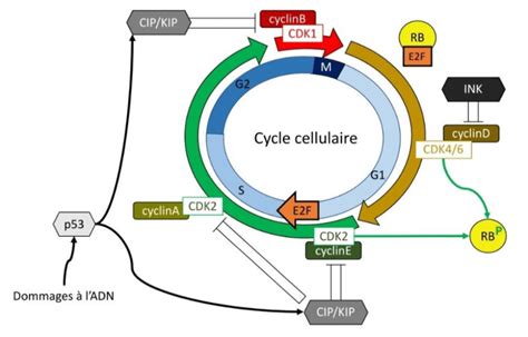 Schéma représentant la progression du poème : de la description de la bicyclette à la vision cosmique, avec des étapes intermédiaires.