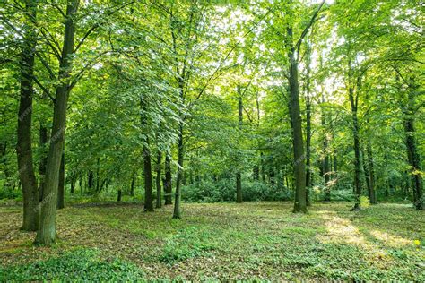 Vue panoramique sur la Forêt de la Reine