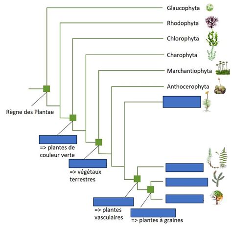 Illustration schématique de la transition des algues vers les plantes terrestres il y a 500 millions d'années, soulignant les interactions avec les champignons.
