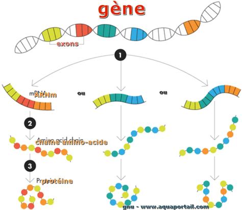 Représentation schématique de la transmission d'un gène d'un champignon à une algue ancestrale, facilitant l'adaptation à la vie terrestre.
