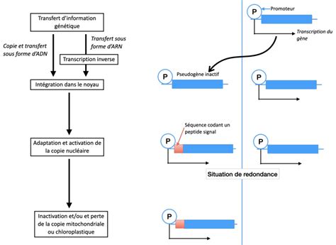 Schéma illustrant le transfert horizontal du gène Fhb7 d'un champignon Epichloë à une plante de type Thinopyron, conférant une résistance aux mycotoxines.