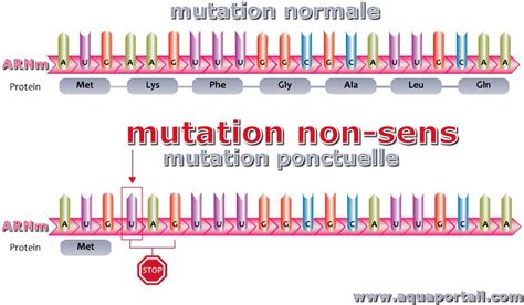 Représentation d'une protéine tronquée due à une mutation non-sens et de la protéine complète réparée par la molécule DAP issue du champignon.