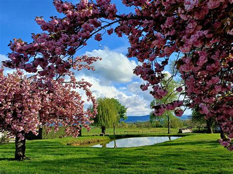 Paysage bucolique du Vexin avec un champ de fleurs et une piste cyclable