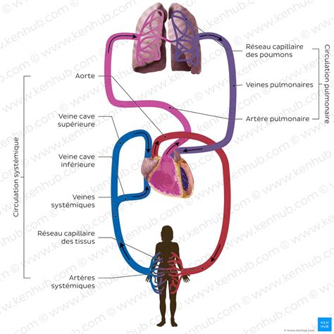 Schéma explicatif du système Antifog avec les deux écrans et la chambre d'air.