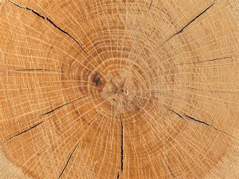 Gros plan sur la texture du bois d'une draisienne