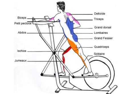 Schéma d'un vélo elliptique, montrant les pédales, les poignées mobiles et l'axe de rotation.