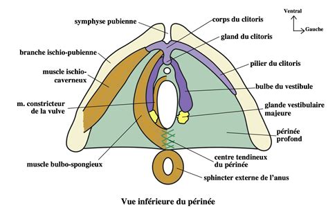 Illustration anatomique du périnée et des zones de pression sur une selle de vélo.