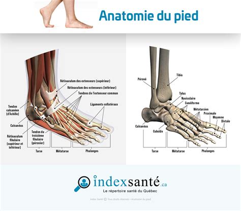 Schéma comparant le maintien du pied des MW5 et MW7
