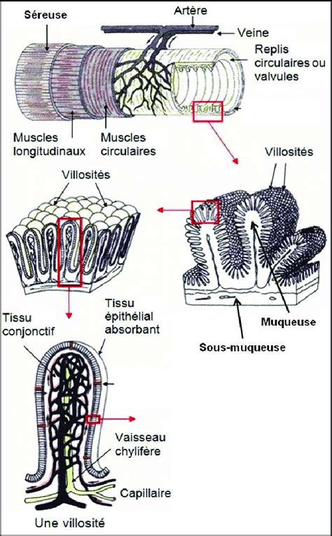 Schéma illustrant les différentes couches de filtration du CBF-200A