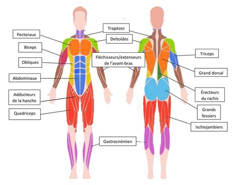 Schéma comparatif des groupes musculaires sollicités par la course à pied et le vélo elliptique