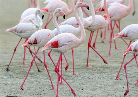 Groupe de flamants roses dans un étang près d'une piste cyclable.