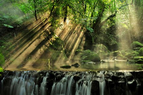 Vue panoramique de la forêt indigène de Tsitsikamma