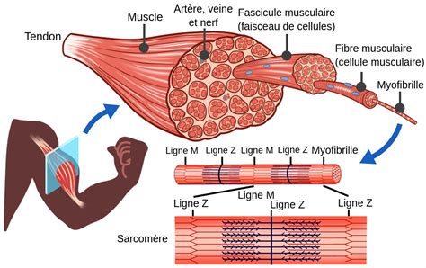Illustration montrant l'effet d'un tissu compressif sur les muscles pendant l'effort