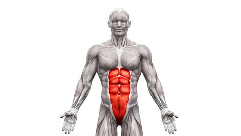 Schéma anatomique montrant les muscles abdominaux sollicités par le vélo semi-allongé.