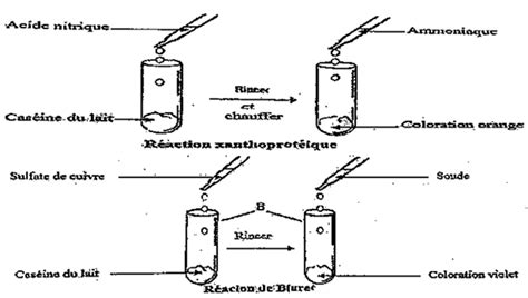 Schéma technique des crash bars supérieurs avec mise en évidence des points de fixation et du diamètre du tube