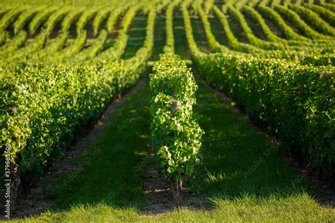 Paysage de vignes en Charente-Maritime