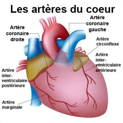 Schéma du cœur humain avec les artères coronaires mises en évidence