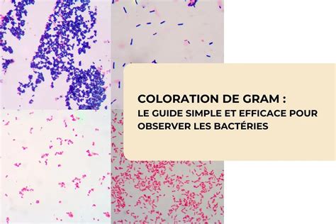 Micrographie d'une coloration de Gram montrant des bactéries
