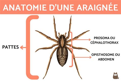 Schéma du système de fixation de l'araignée sur un scooter BMW C 650