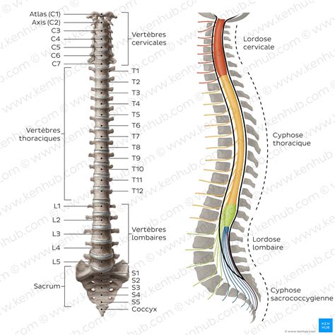 Schéma illustrant les zones de protection du pare-pierre sur le thorax et la colonne vertébrale.