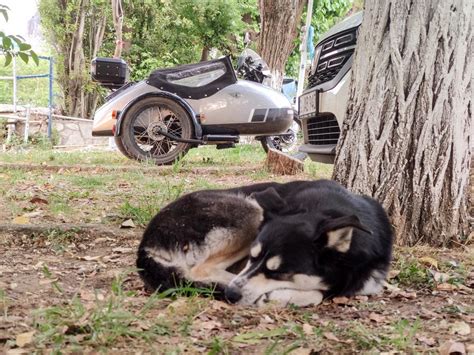 Portrait de Romane et sa chienne Neska avec leur side-car