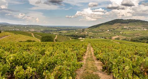 Amphore de vin du Beaujolais sur un fond de vignoble ensoleillé.