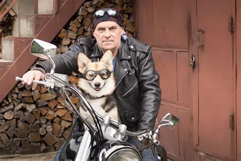 Illustration d'un motard souriant avec son chien assis dans une remorque à côté de la moto.