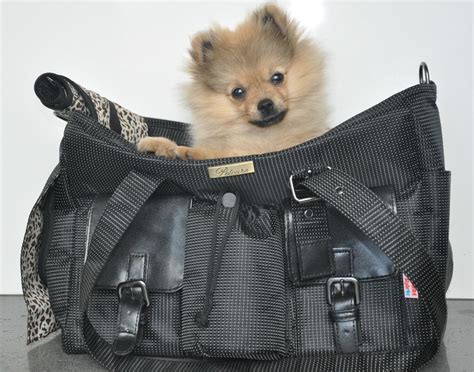 Photo d'un Chihuahua confortablement installé dans un sac de transport sur un scooter.
