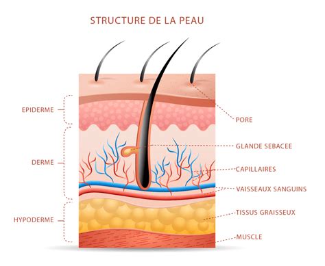 Schéma comparant une peau de chamois en mousse et une peau de chamois en gel, avec indication des zones d'absorption des chocs