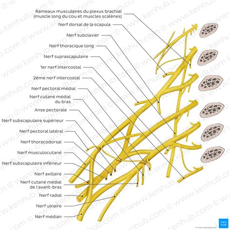 Schéma anatomique du plexus brachial