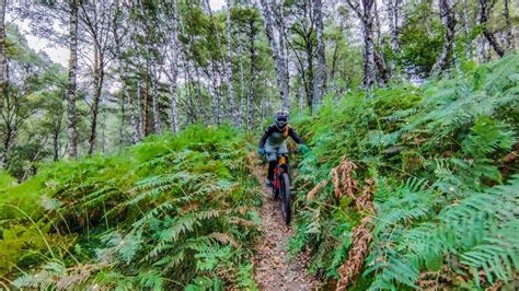 Sentier VTT typique en forêt près de Jugon-Les-Lacs, arbres et végétation luxuriante