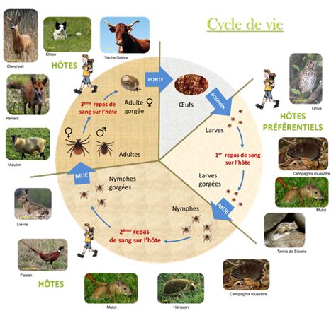 Schéma du cycle de développement d'Ixodes ricinus et des différents hôtes