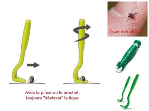 Infographie : Comment retirer une tique correctement