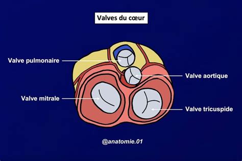 Schéma illustrant les différentes longueurs de valves nécessaires en fonction du profil de la jante