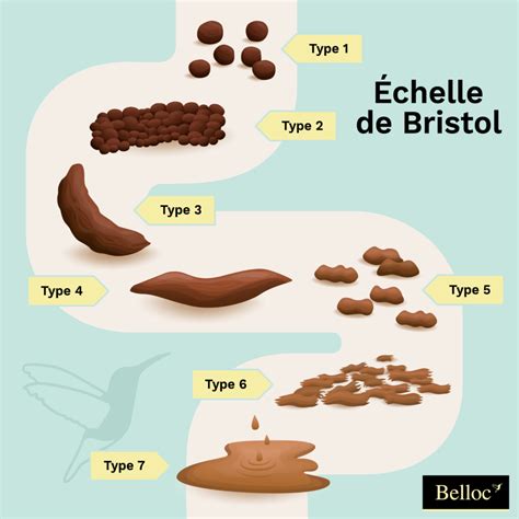 Comparaison visuelle des différentes selles disponibles pour un modèle Kawasaki.