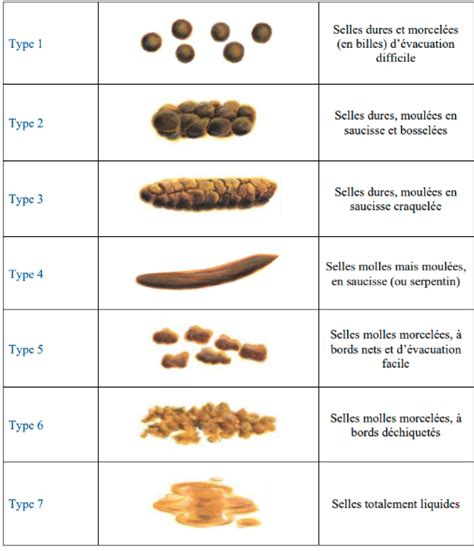 Schéma comparatif des caractéristiques des selles Bagster (matériaux, rembourrage, revêtement)